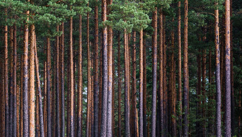 Oksjon aitab vältida paanikat