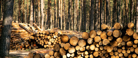 Kasvav nõudlus puidu järele toob endaga kaasa ka kõrged puidu hinnad